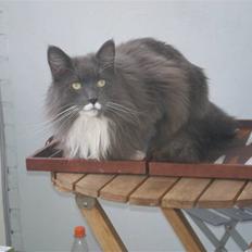 Blanding af racer Kingo