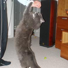 Blanding af racer Kingo