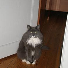 Blanding af racer Kingo