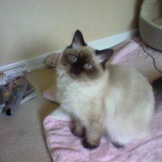 Hellig Birma Tidligere kat Düchess