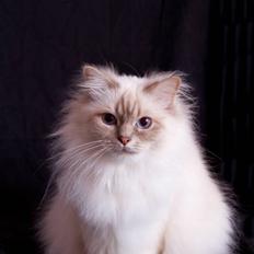 Hellig Birma Von Frey's Queenie