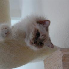 Hellig Birma Von Frey's Queenie