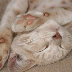 Blanding af racer Bertil