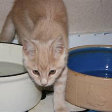 Blanding af racer Bertil