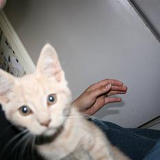 Blanding af racer Bertil