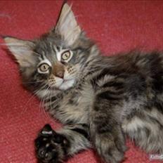 Maine Coon DK Poly-Cat´s Cheela P