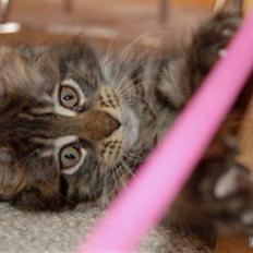 Maine Coon DK Poly-Cat´s Cheela P