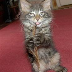 Maine Coon DK Poly-Cat´s Cheela P