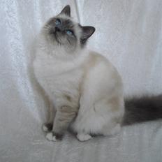 Hellig Birma DK Villumstrup Duke