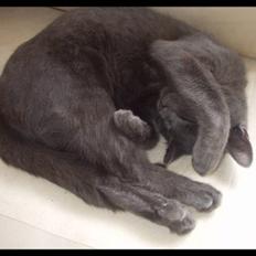 Blanding af racer Baby Bandit