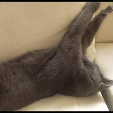 Blanding af racer Baby Bandit