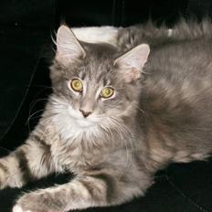 Maine Coon Anton