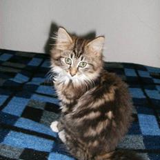 Maine Coon Sille