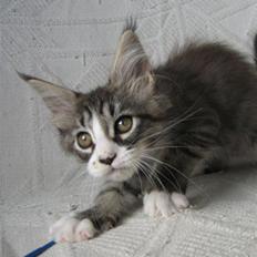 Maine Coon antocats caffe latte girl