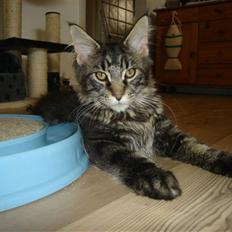 Maine Coon wicca shaicoonas taris