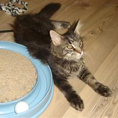 Maine Coon wicca shaicoonas taris