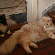 Norsk Skovkat Fearless Flannagan 