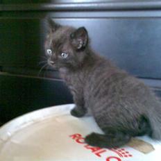 Blanding af racer Dolph