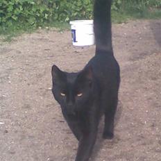 Blanding af racer Dolph