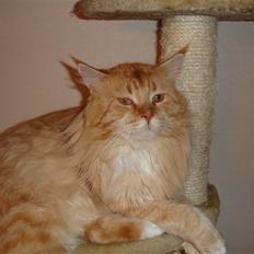 Maine Coon manse r.i.p