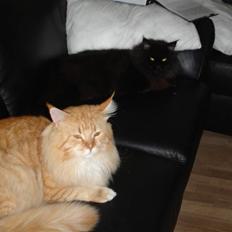 Maine Coon manse r.i.p