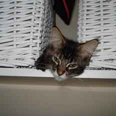 Maine Coon Cassidy