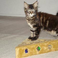Maine Coon Cassidy