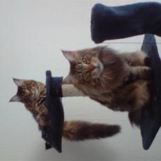 Maine Coon Løve Hulen's Lakoma