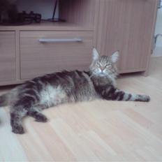 Maine Coon Løve Hulen's Lakoma