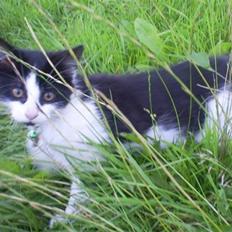 Blanding af racer Maine Coon/huskat Nemo