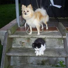 Blanding af racer Maine Coon/huskat Nemo