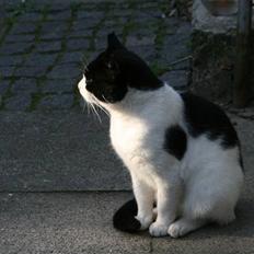 Huskat Monrad