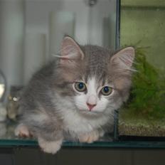 Blanding af racer Splif