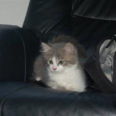 Blanding af racer Splif