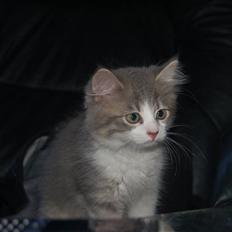 Blanding af racer Splif