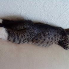 Blanding af racer Mali R.I.P 07.05.09