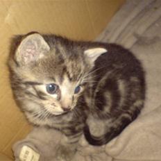 Blanding af racer Killer har fået nyt hjem.