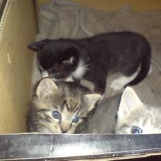 Blanding af racer Killer har fået nyt hjem.