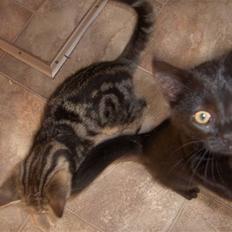 Blanding af racer Killer har fået nyt hjem.