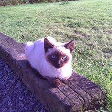 Blanding af racer Mokka