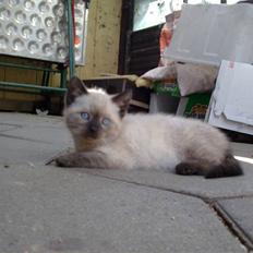 Blanding af racer Mokka