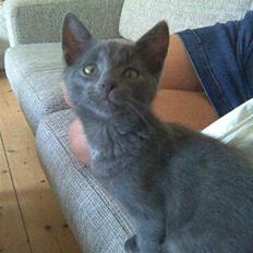 Blanding af racer Alfred