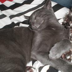 Blanding af racer Alfred