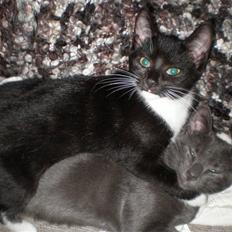 Blanding af racer Alfred