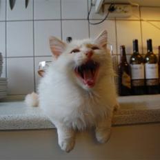 Hellig Birma CH. Sølverlad's Caspian