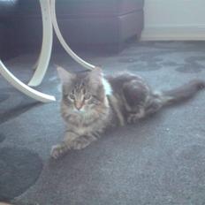 Maine Coon Tornbjerg's Qamra