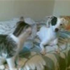 Blanding af racer Kaptajn