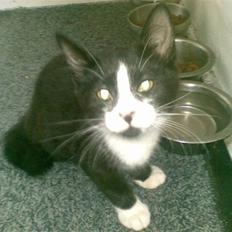 Blanding af racer Skipper