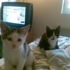 Blanding af racer Skipper