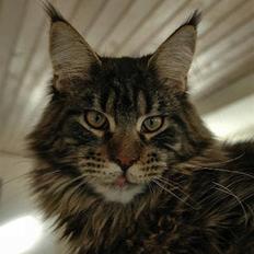Maine Coon Remix